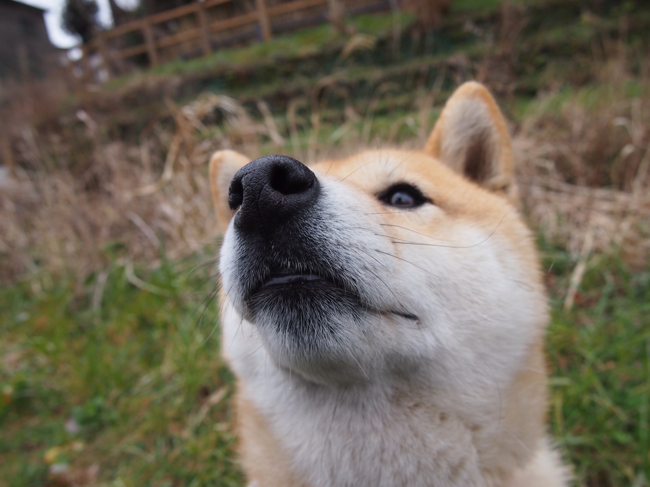 绿军铁壁，抢七窒息战，凯尔特人用防守绞杀森林狼