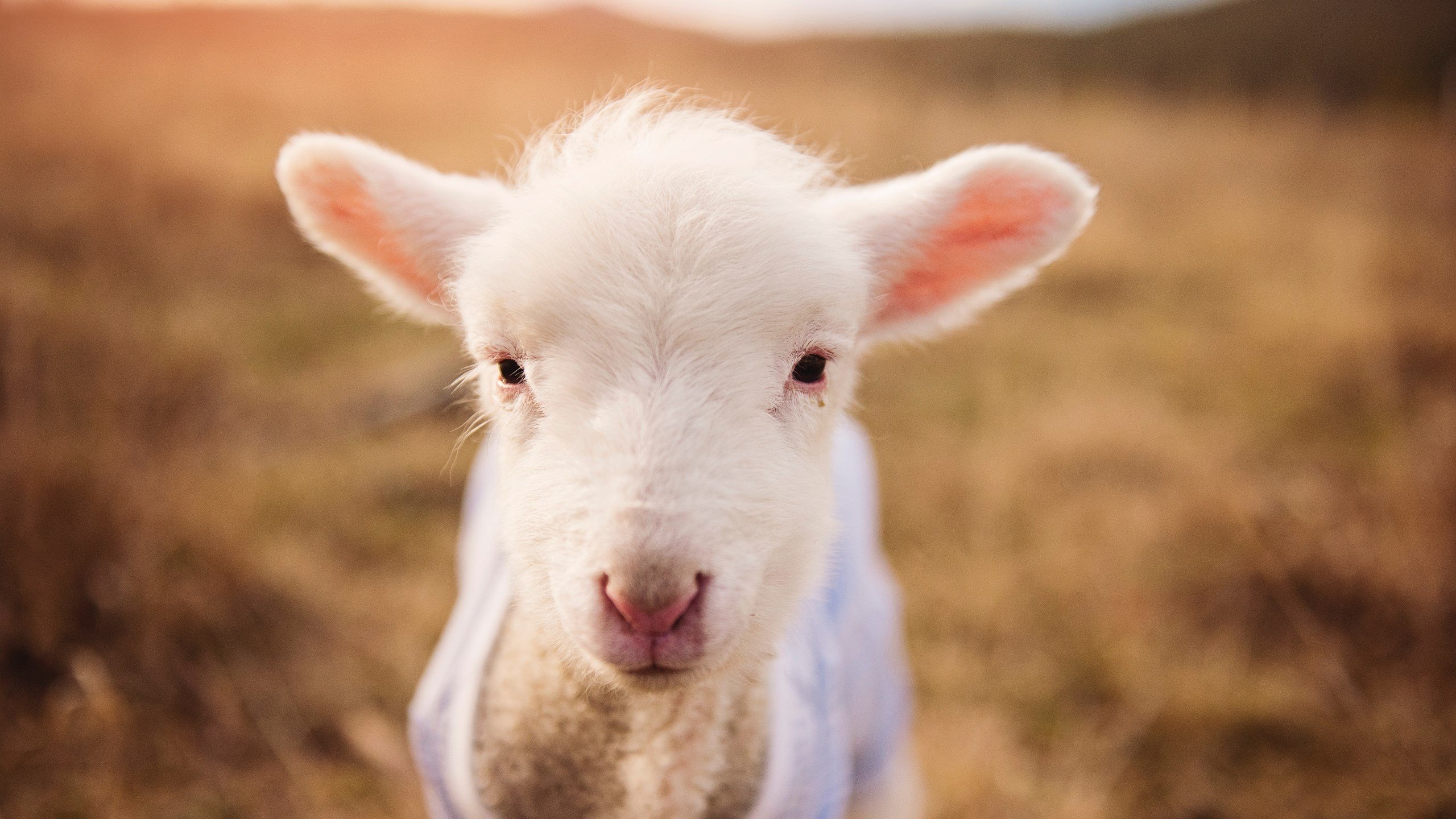破局者巴雷拉，一人撕裂威尔士的钢铁防线，主宰绿茵命运走向