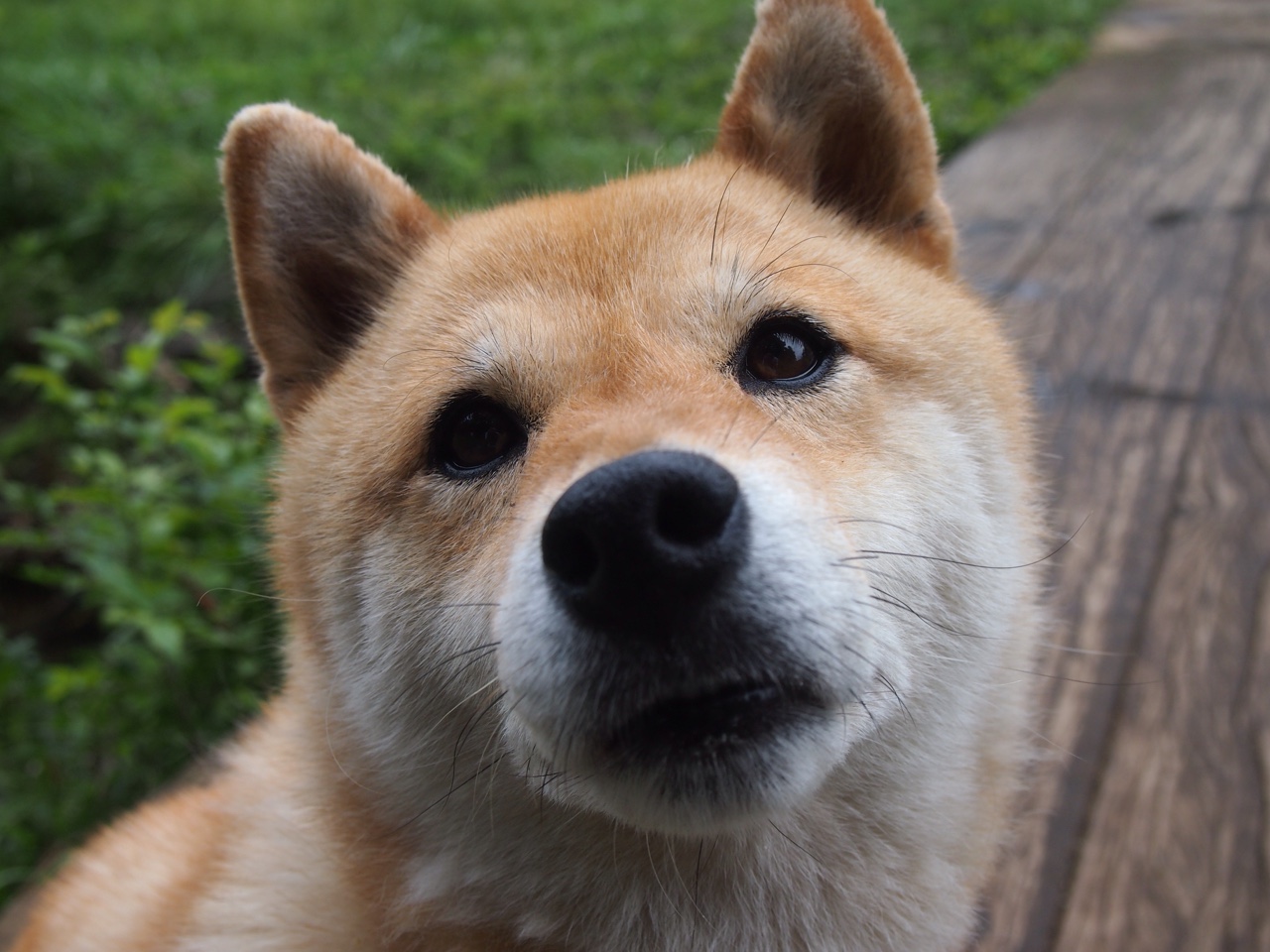 德甲争冠焦点战，智利尖刀击溃里昂的欧冠余威