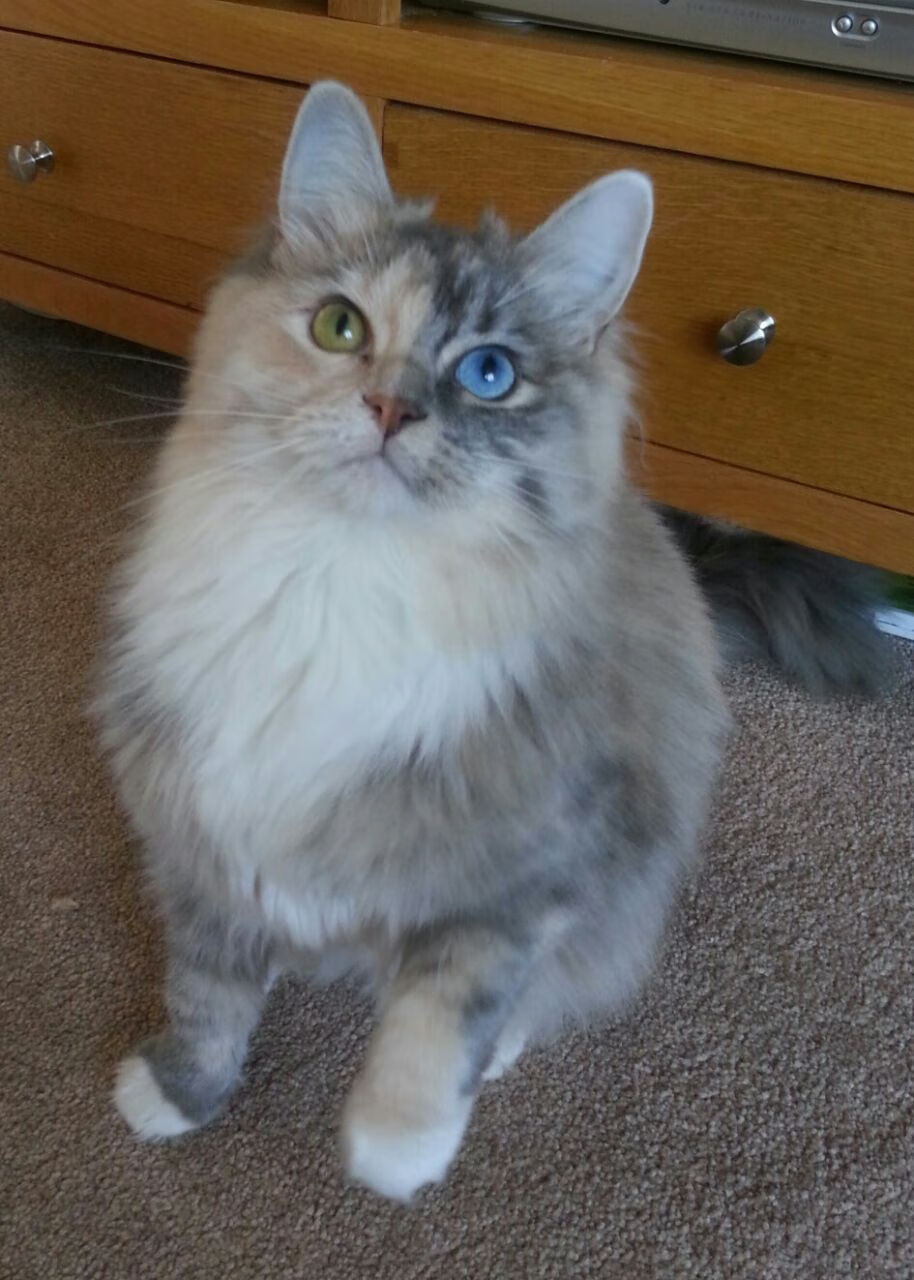 峡谷中的两声回响，灰熊险胜爵士与哈登的欧冠接管