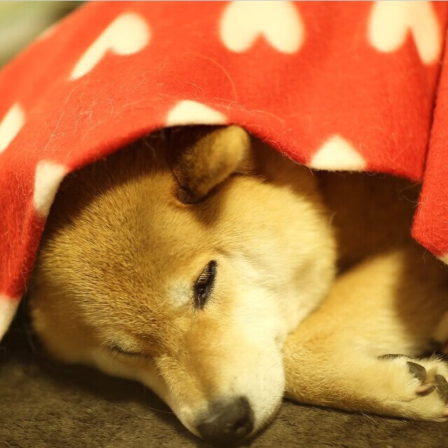 特奥天神下凡！狂砍28+7接管生死战，爱尔兰悬崖边抢下奥运门票