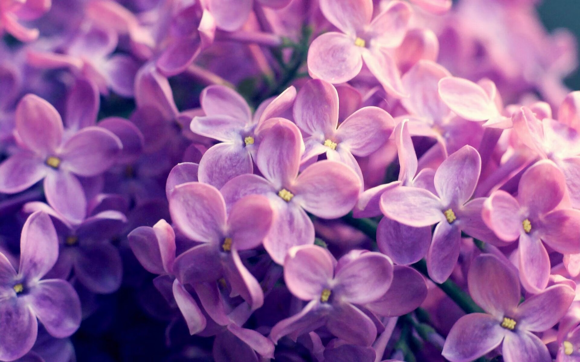 双城记，意甲焦点战与上海队击溃爵士的体育盛宴