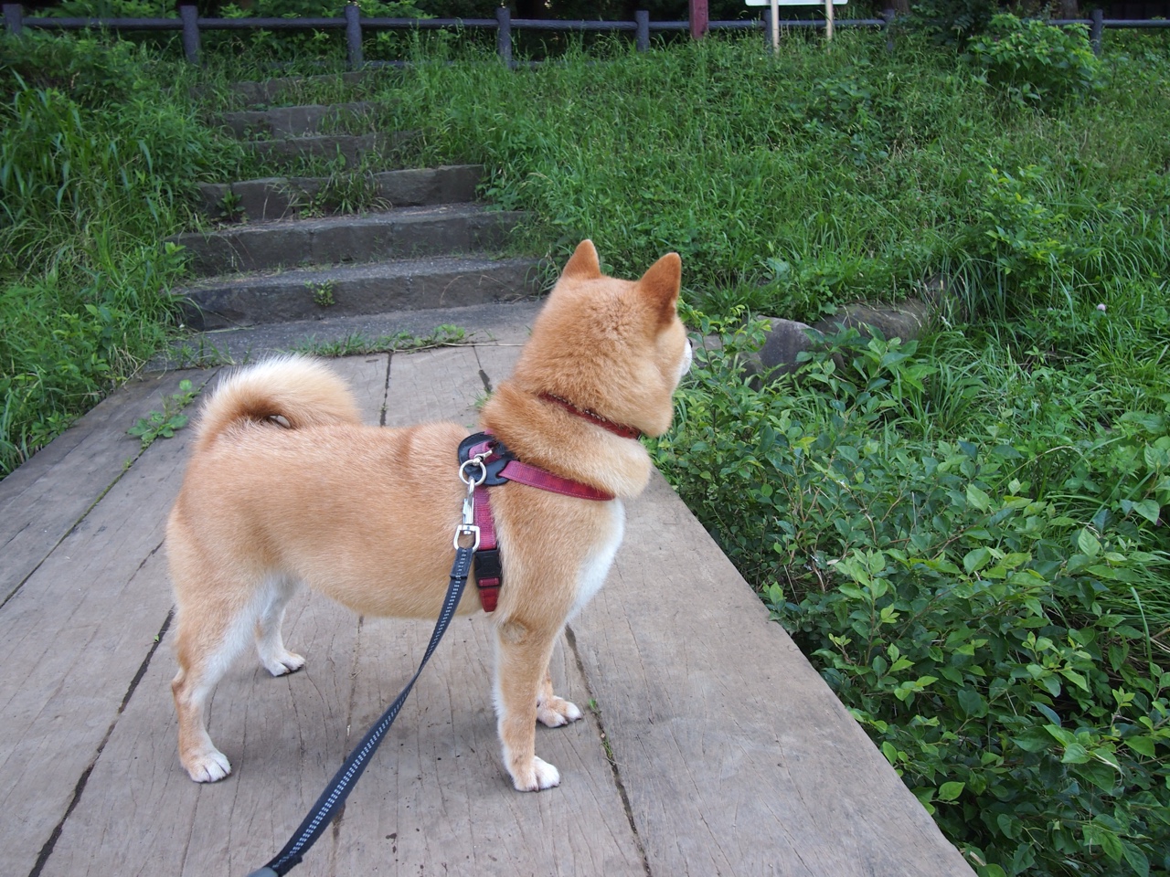 西甲国家德比,皇马如爵士狂潮,冲垮巴萨的步行者防线