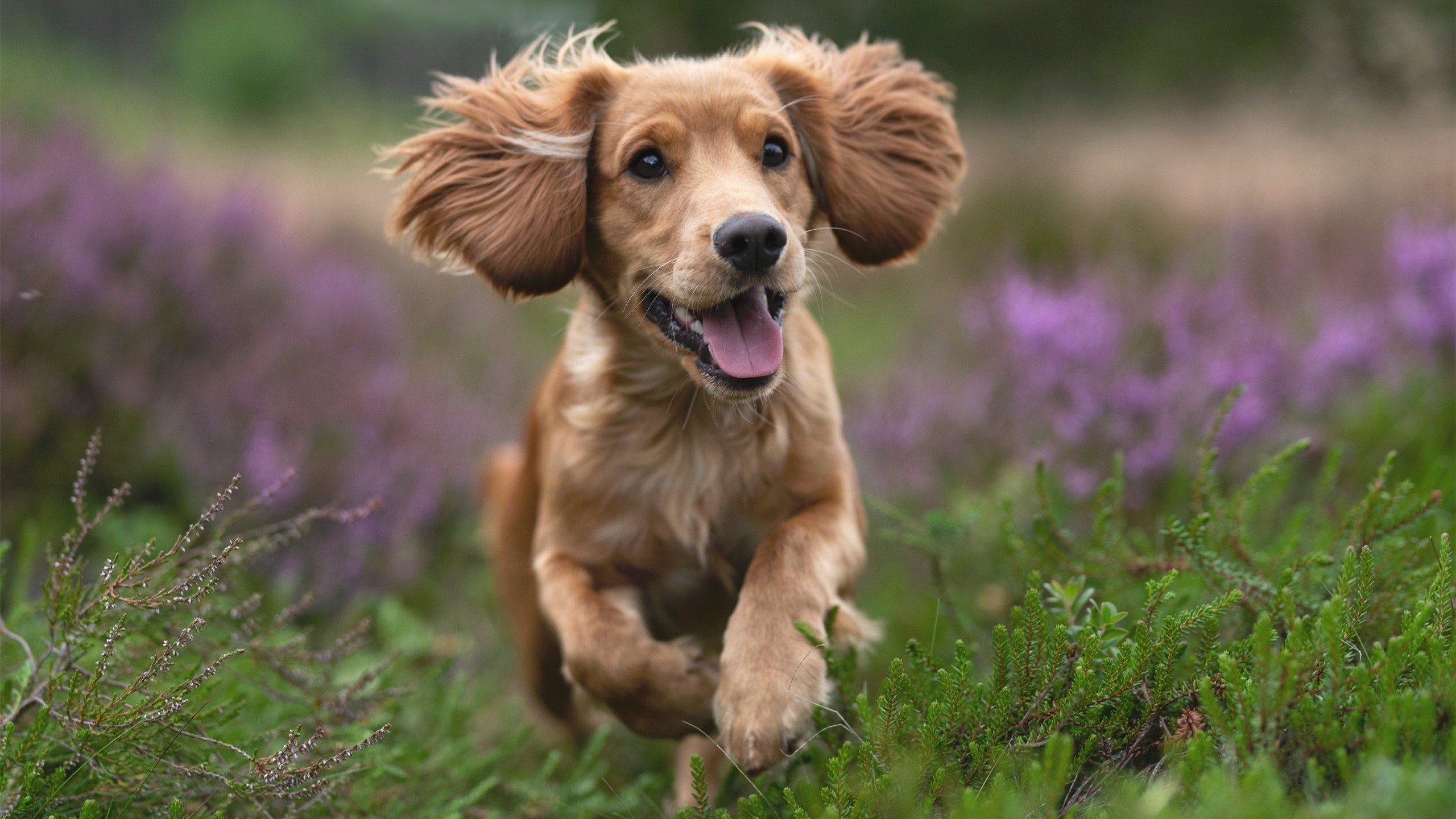 奥运周期关键战,爵士力克广厦展露峥嵘