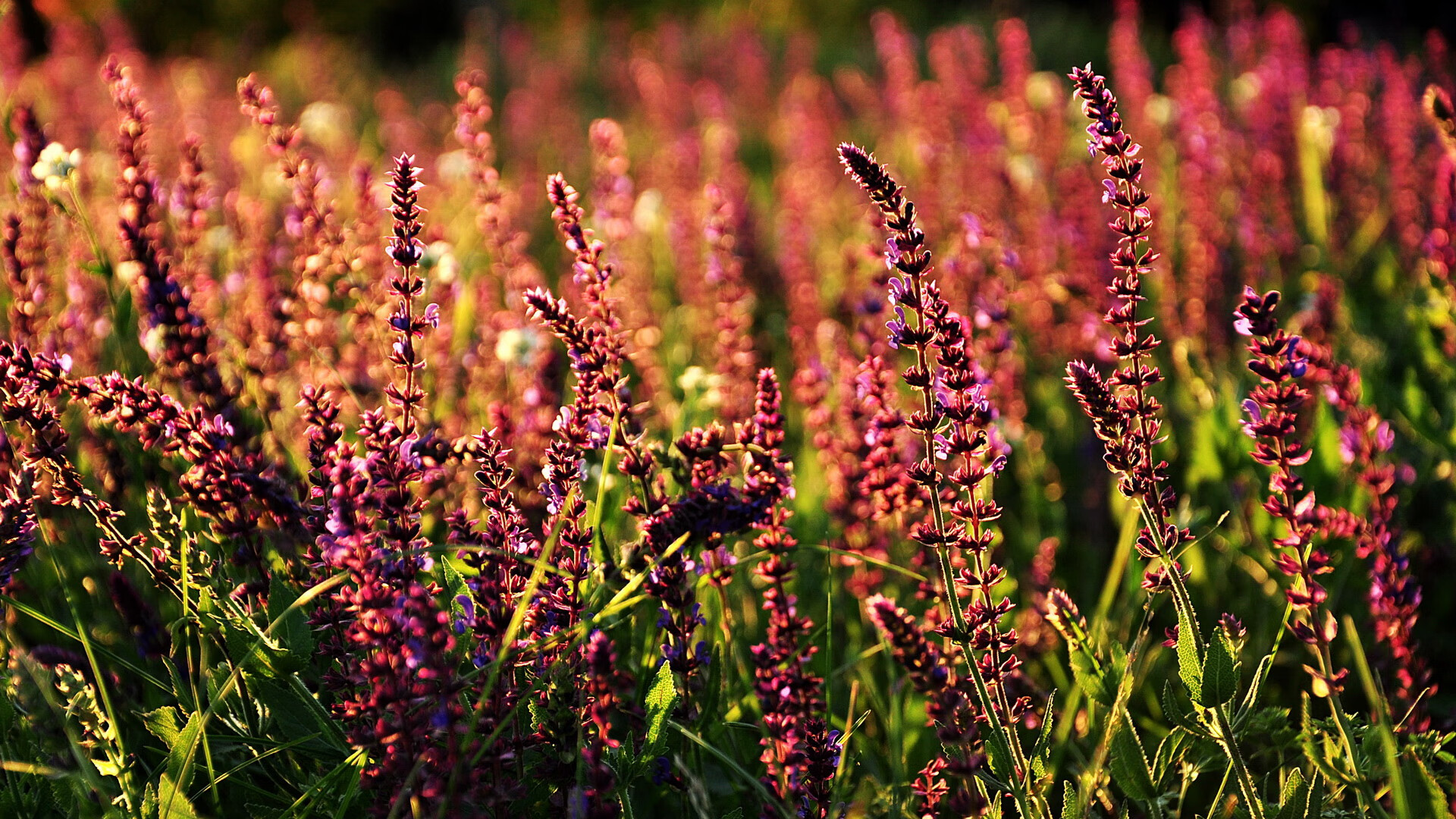 冰与火之歌，压力下，巨星的孤勇与草根的咆哮