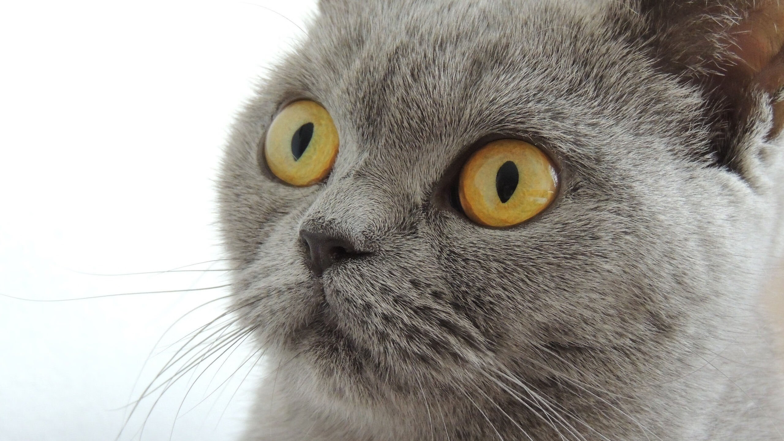 巨人舞台，欧冠半决赛之夜，奥纳纳的门神定律