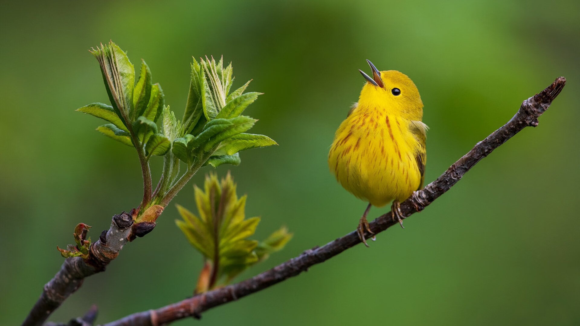 突尼斯终结勒沃库森神话,德布劳内关键先生铸就辉煌