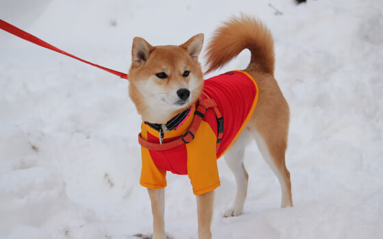 霍勒迪全能数据引爆纽约，尼克斯铁血冲垮热火防线