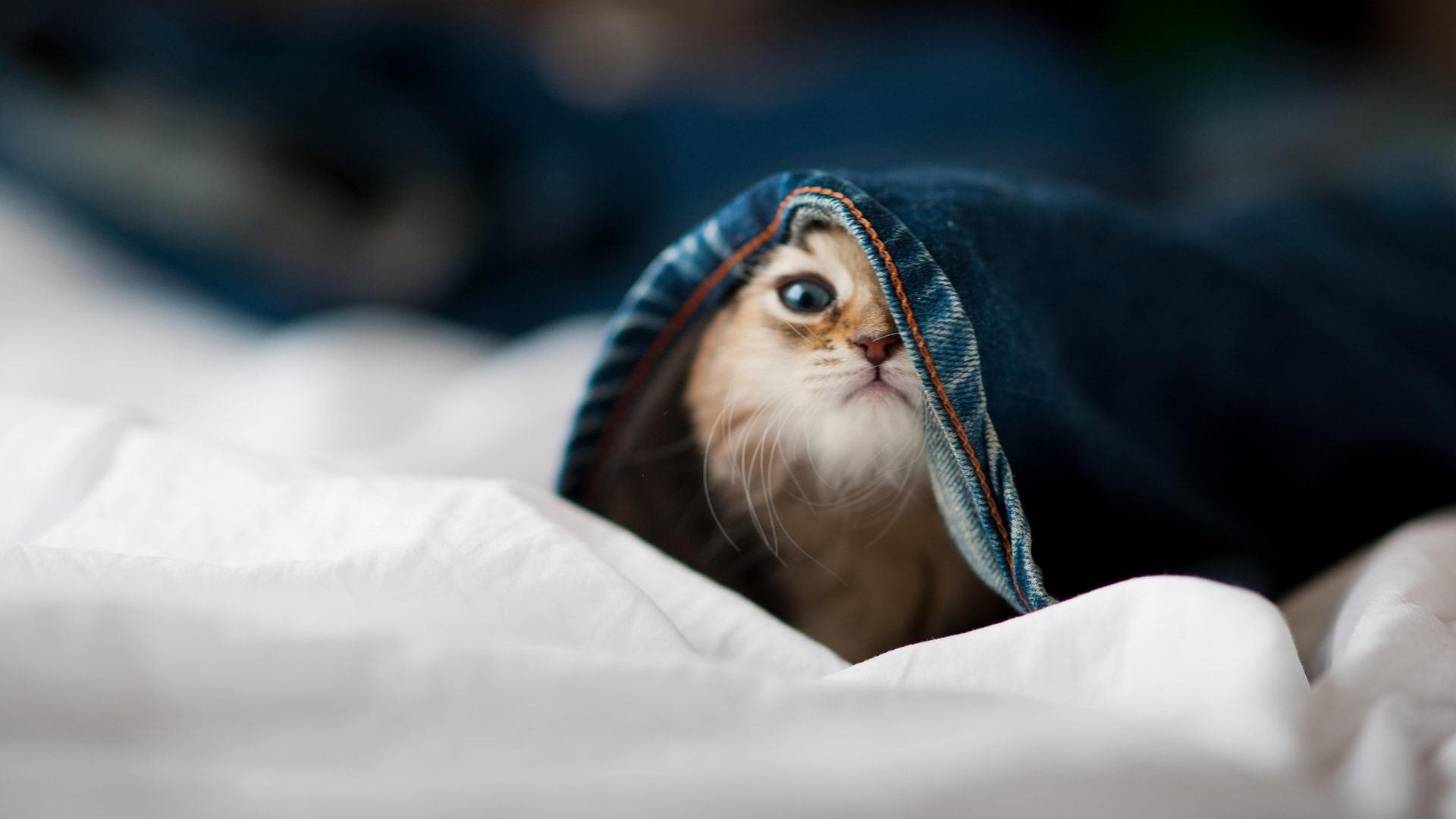 丹麦淘汰赛惊险过关瑞士,哈兰德里程碑之夜再铸传奇