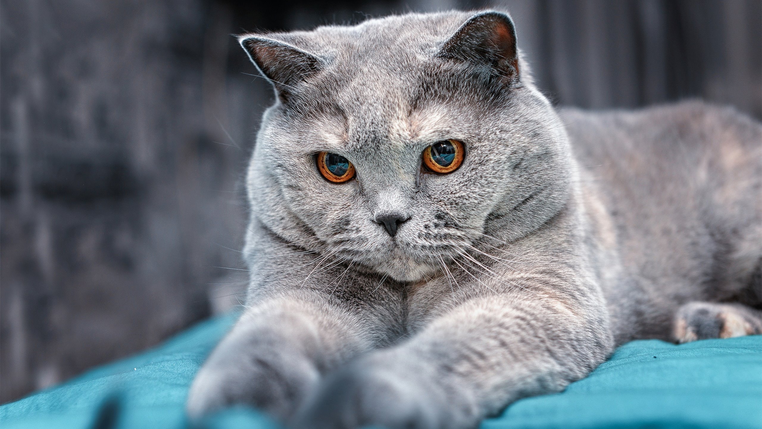 丹麦淘汰赛惊险过关瑞士,哈兰德里程碑之夜再铸传奇