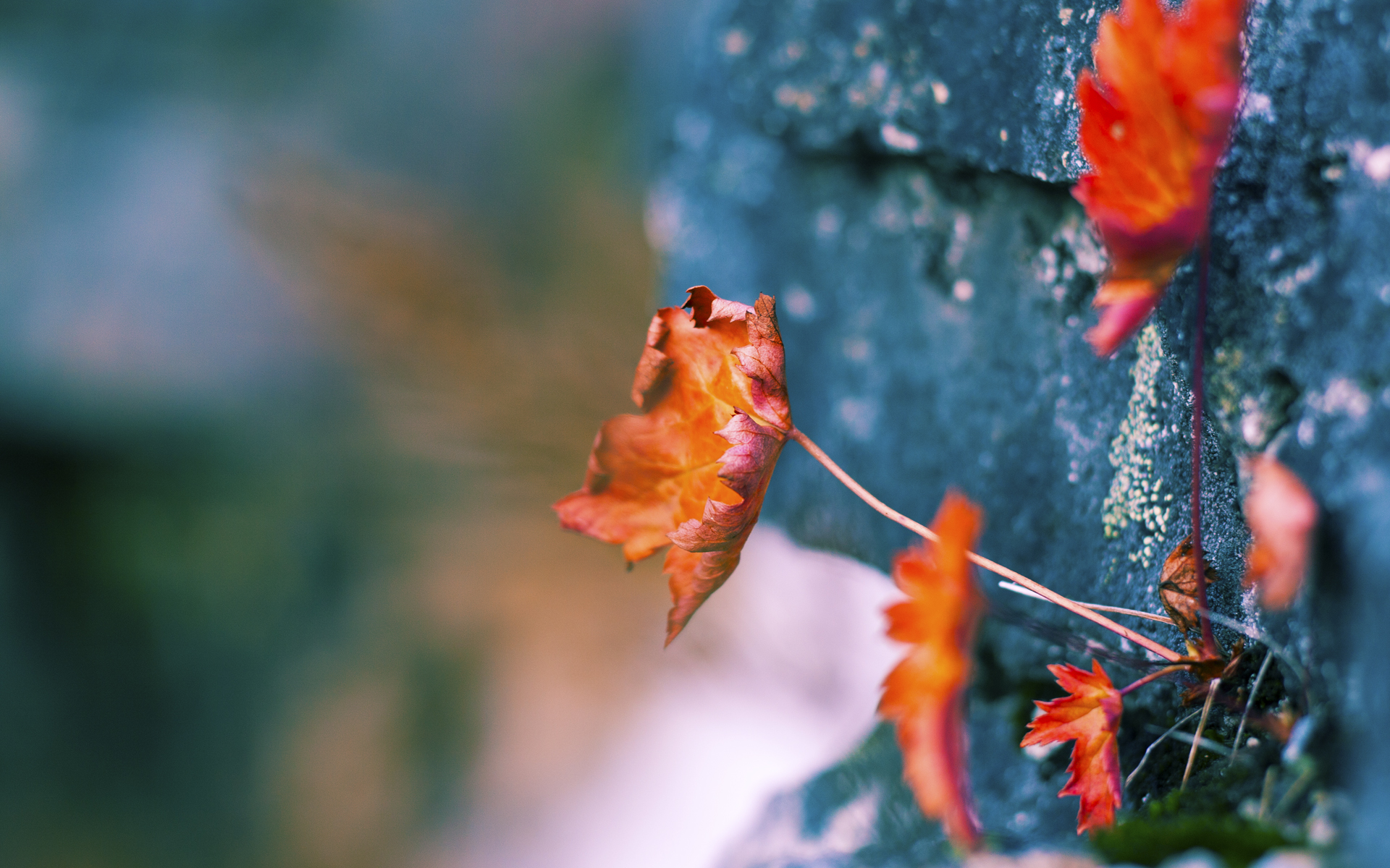 波斯铁骑与欧冠角斗场，当历史战役在绿茵重现