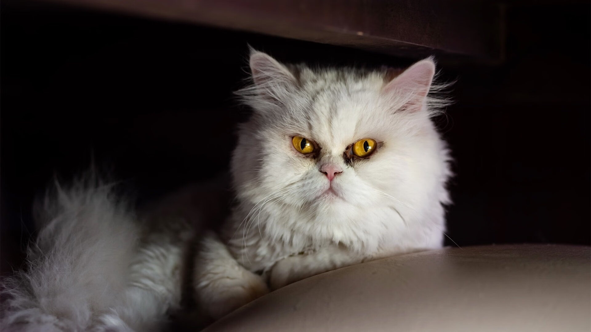 速度与荣耀，F1新赛季揭幕战焦点战与波兰淘汰伊拉克的体育交响曲