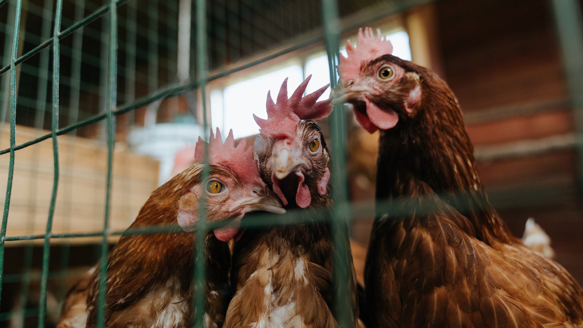 美加墨世界杯焦点战，上海队奇迹淘汰迈阿密热火，足球与篮球的跨界风暴