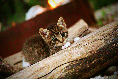 切特一剑封喉！快船用收割公式击碎步行者连胜幻梦