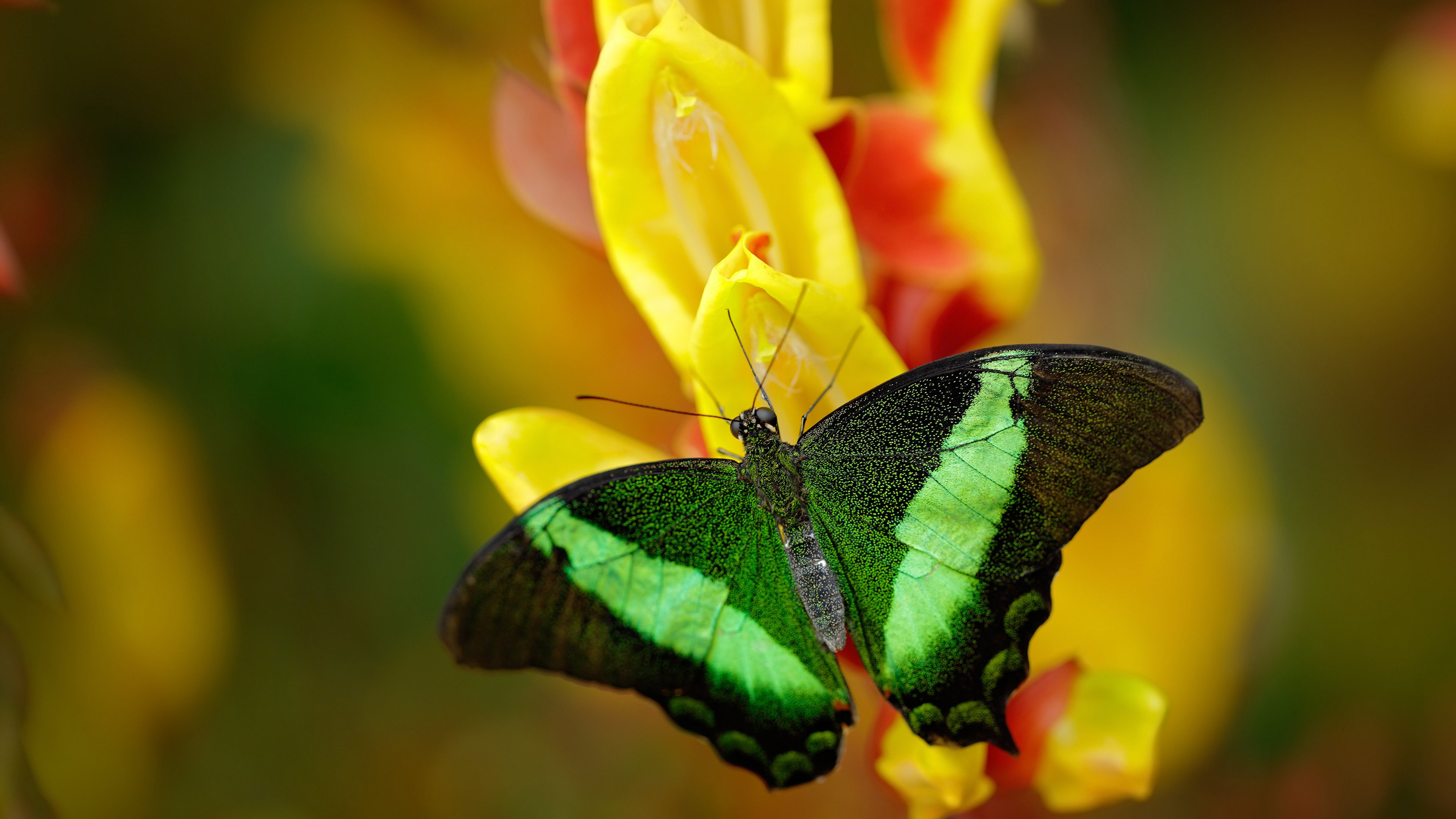 切特一剑封喉！快船用收割公式击碎步行者连胜幻梦