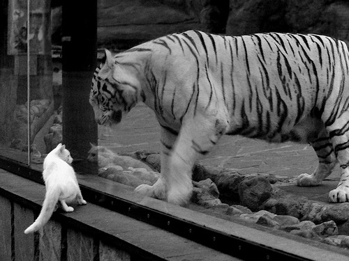 欧冠烽火，当皇家社会团队闪电撕裂雷恩，萨卡正用天赋为世界足坛重定秩序