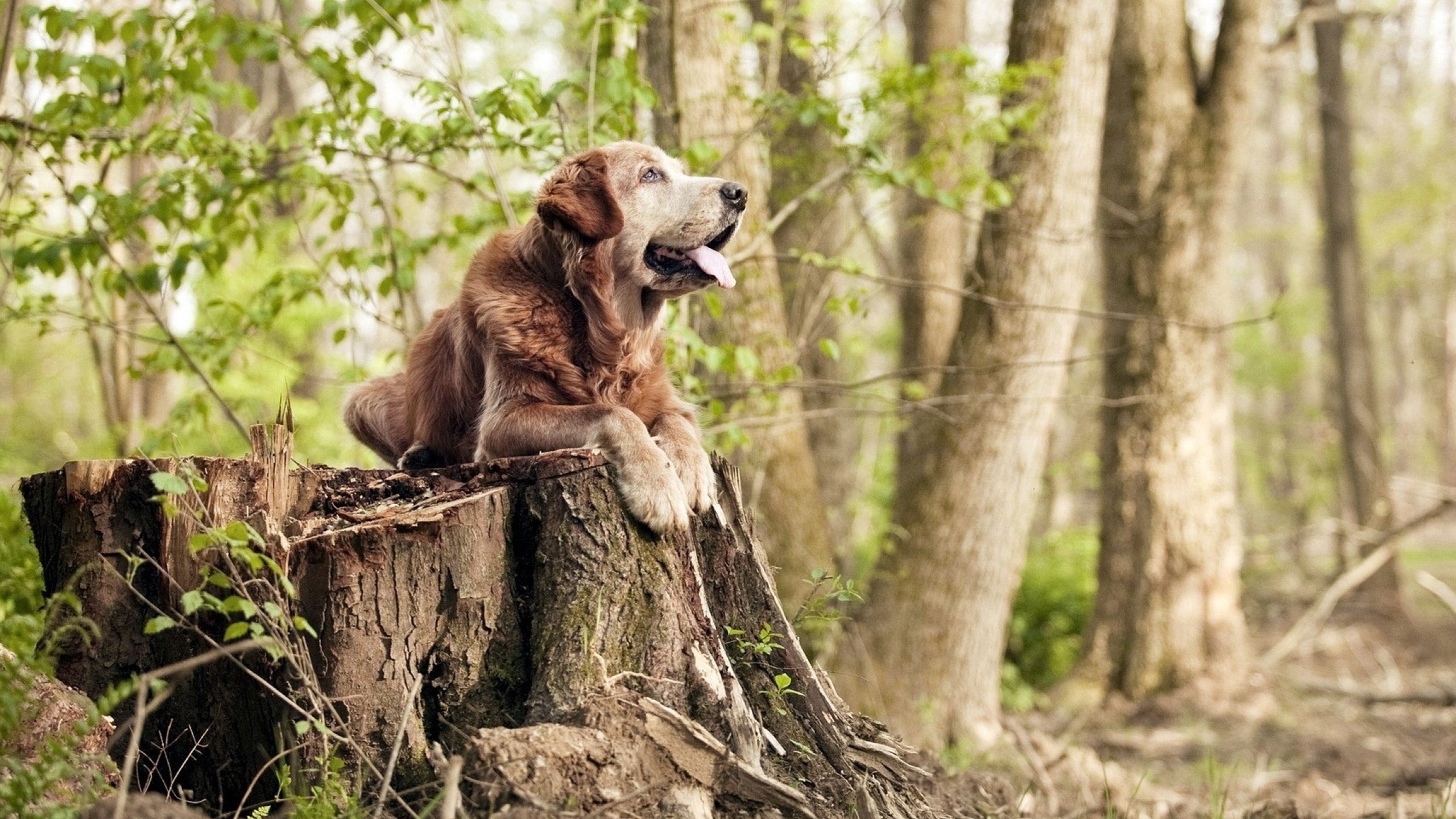 足球双响炮,芬兰爆冷淘汰哥斯达黎加,萨拉赫欧冠赛场独揽风云