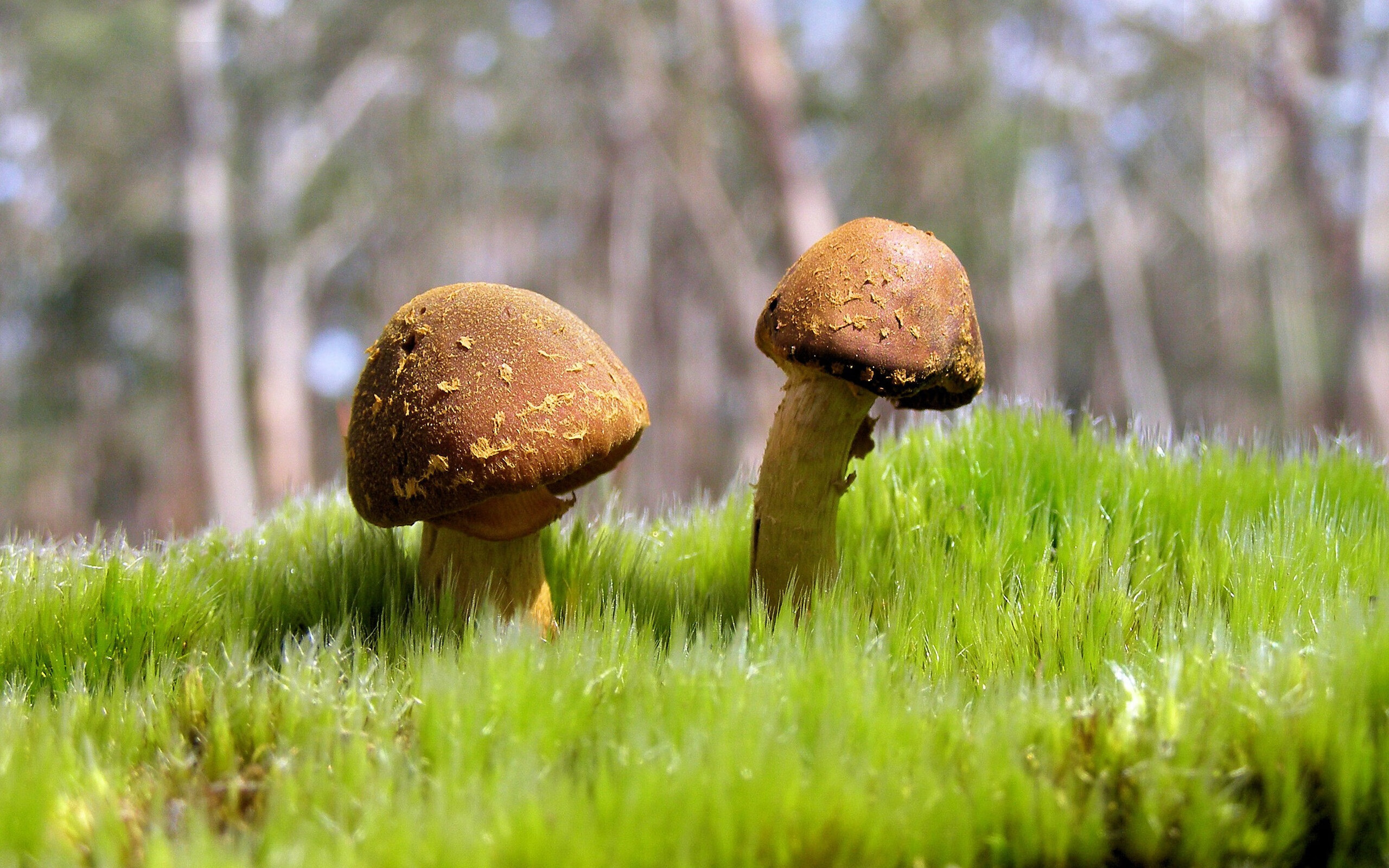 记忆的玩笑,当比利亚雷亚尔在欧冠半决赛击败马里