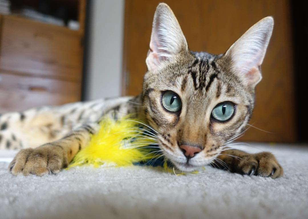 疆沪战稳健取胜，欧陆夜拉梅洛封神，掌控力，是胜利最朴素的注脚