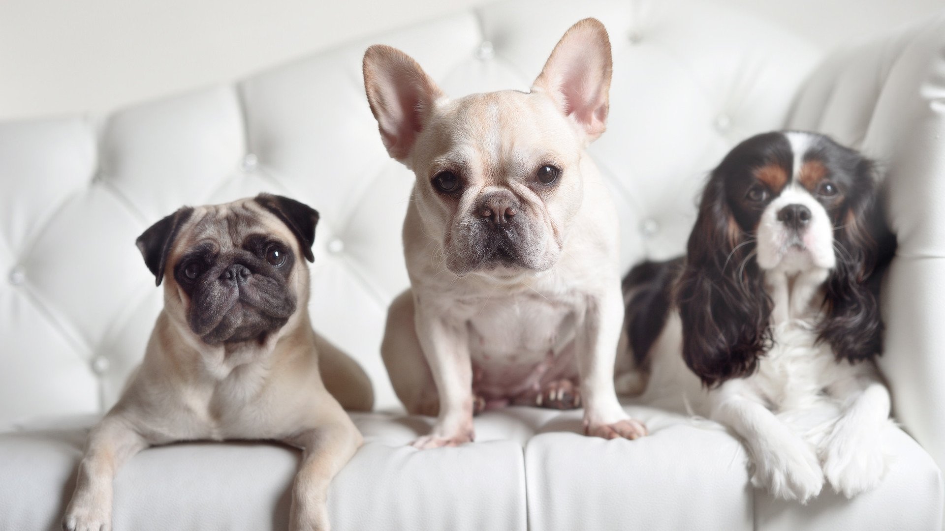 三笘薰的锋芒，厄瓜多尔的洪流，足球世界正在颠覆谁的秩序？