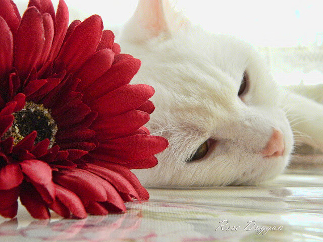 逆袭与磐石,克罗地亚的加时基因与范戴克的防守哲学