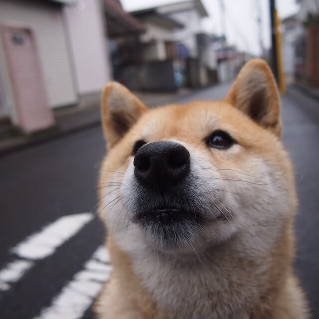 先锋摧城拔寨,新王加冕封神,当开拓者挥镰收割独行侠,小贾伦已统治全场