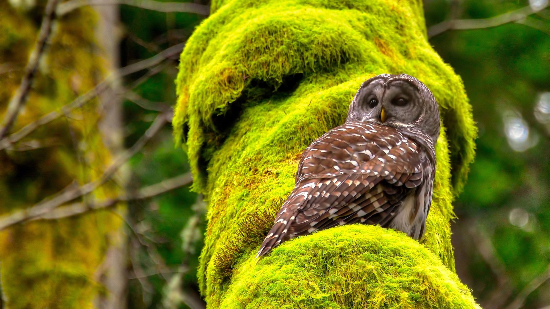 炮火与王权，当北欧铁骑的轰鸣臣服于亚洲之王的寂静统治