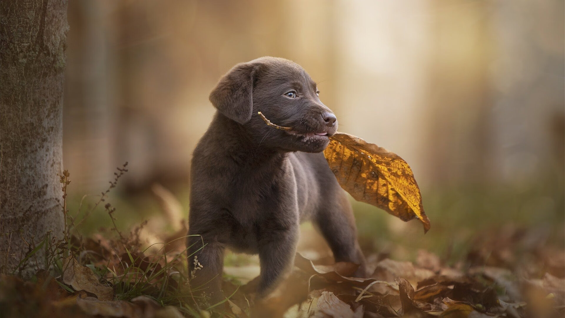 意甲焦点战激战正酣，西班牙狂胜丹麦展雄风